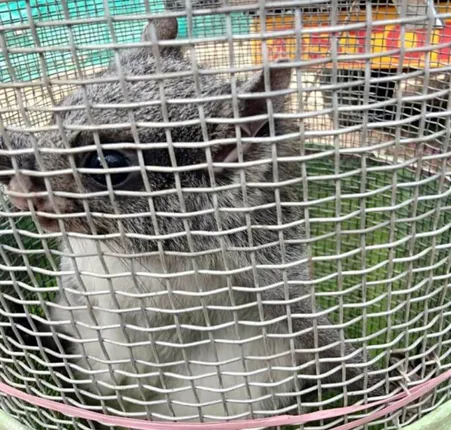 ଉଡନ୍ତା ଗୁଣ୍ଡୁଚି ଉଦ୍ଧାର