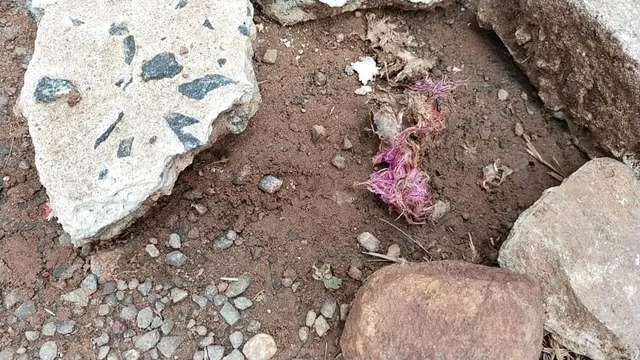 ପେଟ୍ରୋଲିଂ ବେଳେ ୱାଚର ପାଇଲେ ୯ମାସ ପୁରୁଣା ହାତୀଦାନ୍ତ, ସନ୍ଦେହ ଘେରରେ ବନ କର୍ମଚାରୀ