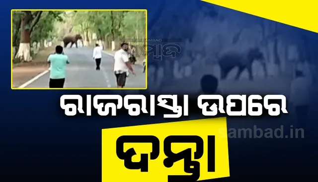 ଚନ୍ଦ୍ରଗିରି ଜଙ୍ଗଲ ନିକଟ ତିନି ଛକିଆ ରାଜରାସ୍ତା ଉପରେ ଦନ୍ତାହାତୀ