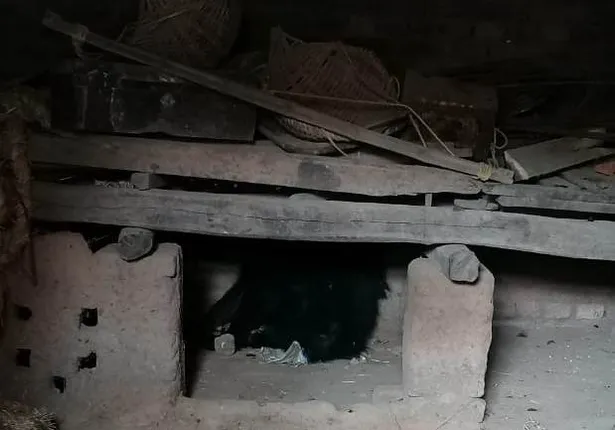 ଘରେ ପଶିଗଲା ଭାଲୁ, ଆକ୍ରମଣରେ ଜଣେ ଗୁରୁତର