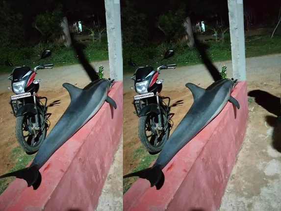 ବାଲିଆପାଳ କଙ୍କଡ଼ାପାଳ ମୁହାଣ ନିକଟରୁ ୪ ଫୁଟ୍‌ର ଡଲଫିନ୍‌ ଉଦ୍ଧାର