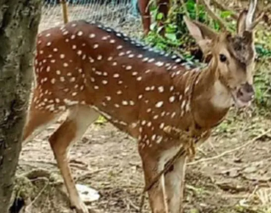 ଗ୍ରାମରୁ ହରିଣ ଉଦ୍ଧାର