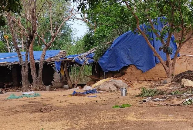 ଘର ଭାଙ୍ଗି ଧାନ ଖାଇଲେ ହାତୀ