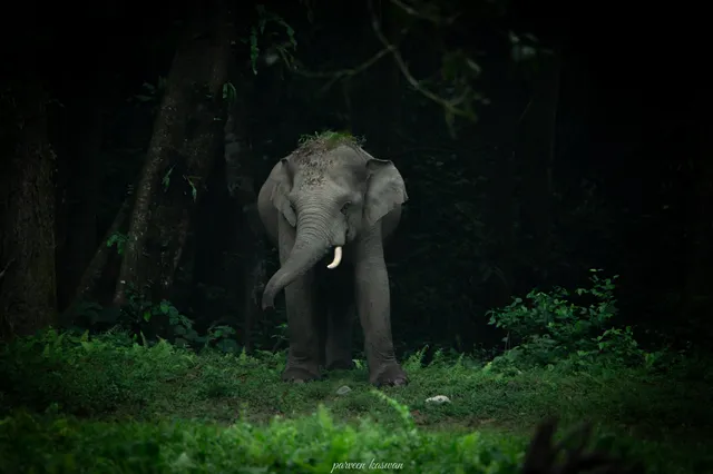 ହାତୀମୁହଁରୁ ବର୍ତ୍ତିଲେ ଯୁବକ, ଗୁରୁତର ଅବସ୍ଥାରେ ମେଡିକାଲରେ ଭର୍ତ୍ତି