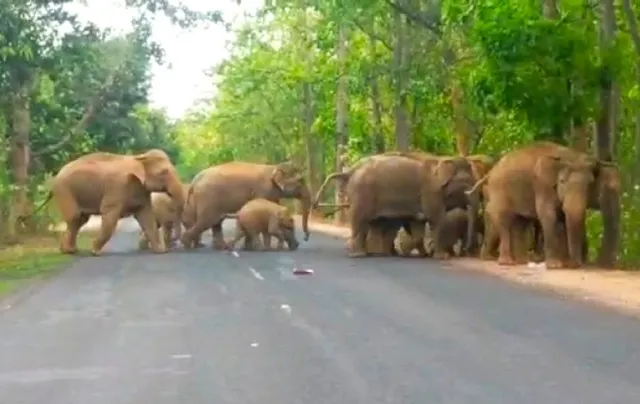 ହାତୀଙ୍କୁ ଜଗିବ ଡ୍ରୋନ୍‌, ୨୦୨୨ରେ କାର୍ଯ୍ୟକ୍ଷମ ହେବ ରେସ୍କ୍ୟୁ କେନ୍ଦ୍ର