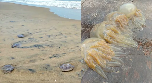 ବାତ୍ୟା ‘ୟାସ’ର ପ୍ରଭାବ! ପୁରୀ ବେଳାଭୂମିରେ କୁଢ଼ କୁଢ଼ ମୃତ ଜେଲିଫିସ୍‌