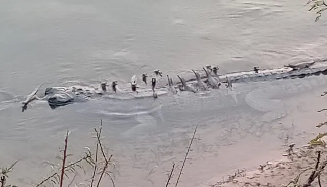 ଘଡ଼ିଆଳ ଶାବକକୁ ମଗର ବିପଦ!