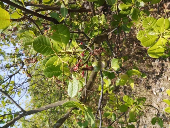 ଜୀବନ ଜିବିକା ପାଇଁ ସଂଘର୍ଷ; ସଂକ୍ରମଣ ଭୟରେ ବି ଚୌକିଦାରୀ କରୁଛନ୍ତି ଆମ୍ବ ଓ କାଜୁ ଚାଷୀ