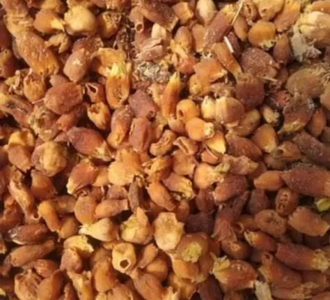 ଲଘୁବନ୍ୟଜାତ ଦ୍ରବ୍ୟ ସ˚ଗ୍ରହକାରୀଙ୍କୁ ମିଳୁନି ଉଚିତ ଦର; ବିକ୍ରୀ ପାଇଁ ନାହିଁ ସରକାରୀ ବଜାର