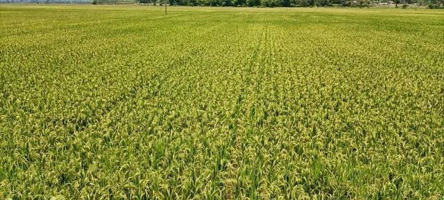 ରବି ମଣ୍ଡି ୨୮ରୁ, ପ୍ରଥମ ଥର କୋରାପୁଟ ଜିଲ୍ଲାର ୨୨ମିଲର ଚୁକ୍ତି କଲେ