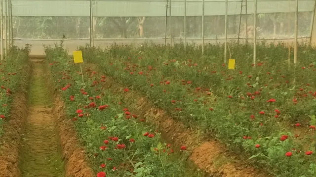 ବଗିଚାରେ ଗୋଲାପ ଫୁଲ ଫୁଟି ମଉଳୁଛି: ଚିନ୍ତାରେ ମହିଳା ଚାଷୀ ସୁସ୍ମିତା