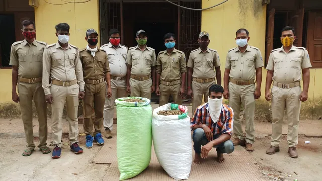 ପଚାଶ କେଜି ଗଞ୍ଜେଇ ଜବତ, ଜଣେ ଗିରଫ