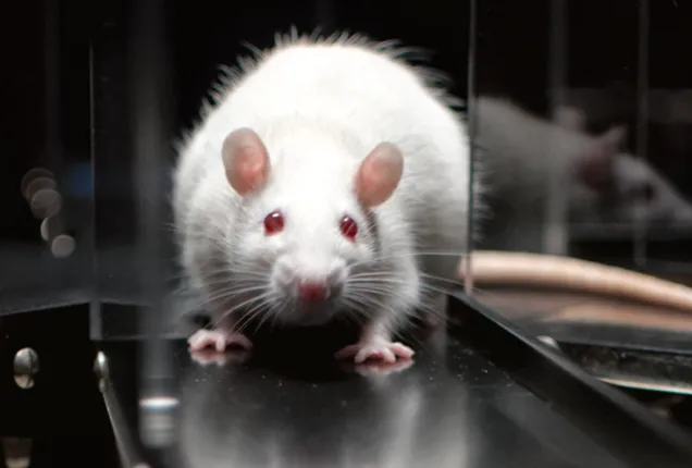 ନୂଆ ସମୟ ନୂଆ କଥା: ସୁପର୍‌ ର‍୍ୟାଟ୍‌ ଏବଂ ହୃଦ୍‌ ରୋଗୀ ଓ ରୋବୋ