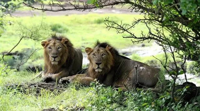 ଗୀର ଅଭୟାରଣ୍ୟରେ ୧୮ ସିଂହ ନିଖୋଜ, ହଜାର ହଜାର ପକ୍ଷୀ ମୃତ