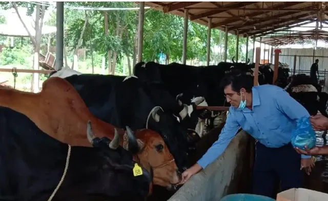 ଆମେରିକାର ଦାମୀ ଚାକିରି ଛାଡି ଏବେ ଗୋପାଳନ କରୁଛନ୍ତି କିଶୋର, ବର୍ଷକୁ ରୋଜଗାର ପ୍ରାୟ ୪୪ କୋଟି ଟଙ୍କା