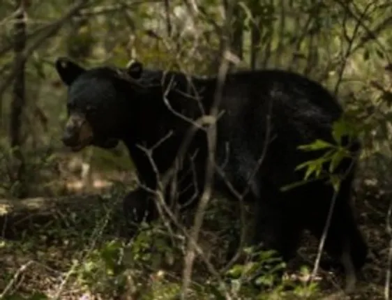ଜରଦା ଗାଁରେ ପଶିଲା ଭାଲୁ, ଲୋକେ ଆତଙ୍କିତ