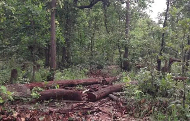 ଲଦ୍‌ଲଦି ଜଂଗଲରେ ବ୍ୟାପକ ଗଛକଟା; ବନ ମାଫିଆ ସକ୍ରିୟ, ବିଭାଗ ଚୁପ