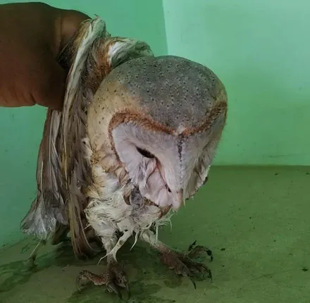 ବିରଳ ପେଚା ଆହତ ଅବସ୍ଥାରେ ଉଦ୍ଧାର