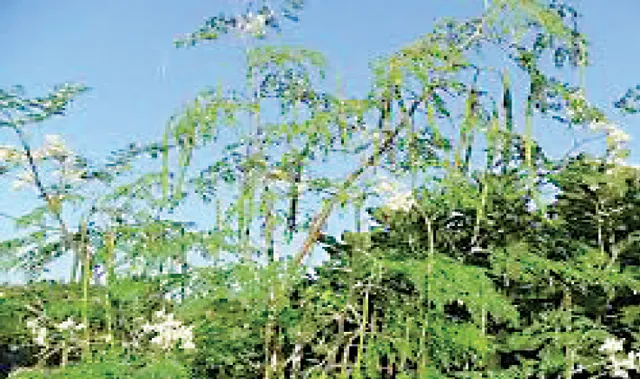 କରୋନା କାଳରେ ଶଜନା ଶାଗ ଓ ଛୁଇଁର ବଢ଼ିଲା ଗୁରୁତ୍ବ, ରୋଗ ପ୍ରତିରୋଧ ଶକ୍ତି ବଢ଼ାଏ, ପ୍ରଚୁର ଭିଟାମିନ୍ ଦିଏ