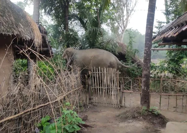 ହାତୀ ଆତଙ୍କ: ଗାଁ ଦାଣ୍ଡରେ ଦନ୍ତା, ଲୋକଙ୍କ ଘରେ ପଡିଗଲାଣି ତାଟିକବାଟ