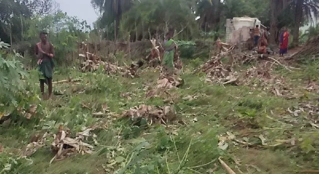 ହାତୀ ଆକ୍ରମଣରେ ବୃଦ୍ଧ ମୃତ; କଦଳୀ ବଗିଚା ନଷ୍ଟ କଲେ, ପାଣି ଟାଙ୍କି ଭାଙ୍ଗିଲେ