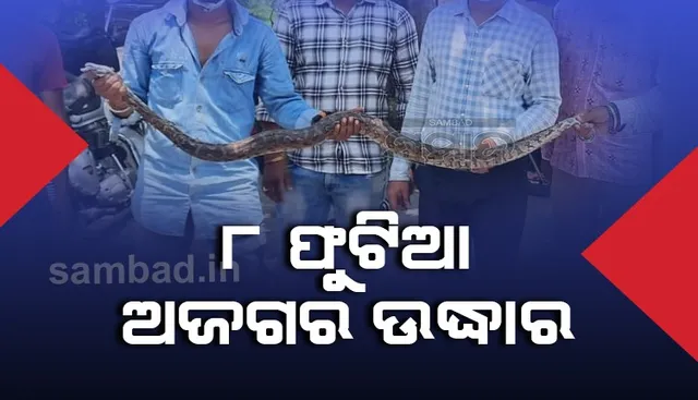 ଔଷଧ ଦୋକାନରୁ ୮ ଫୁଟିଆ ଅଜଗର ଉଦ୍ଧାର, ଦୋକାନୀ-ଗ୍ରାହକ ଭୟଭୀତ