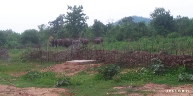 ଭୁକ୍ତାପଡା ଗ୍ରାମରେ ୧୮ ଜଣିଆ ହାତୀପଲ