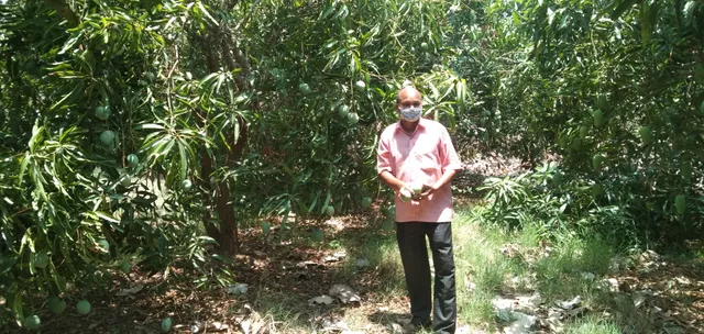 ଲକଡାଉନ ଯୋଗୁଁ ବିକ୍ରିହୋଇ ପାରୁନି ଆମ୍ବ, ଚିନ୍ତାରେ ଚାଷୀ