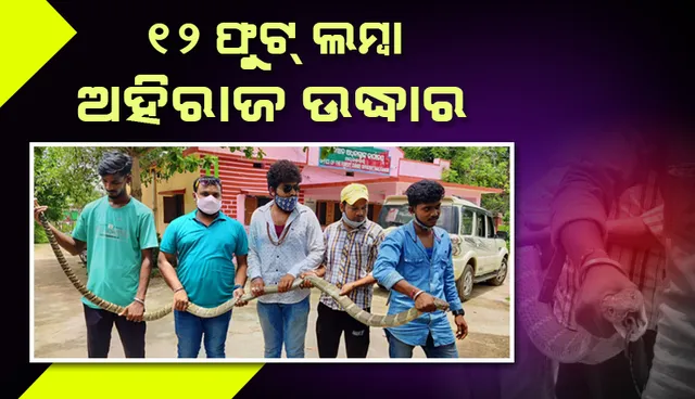 ମାଲକାନଗିରିରୁ ୧୨ ଫୁଟ ଲମ୍ବା ଅହିରାଜ ଉଦ୍ଧାର