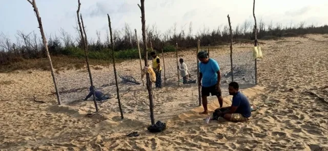 ବ୍ରହ୍ମଗିରି: ନଷ୍ଟ ହେଲା କଇଁଚ ଅଣ୍ଡା