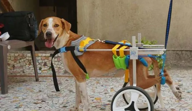 ରତନ ଟାଟା ଦିବ୍ୟାଙ୍ଗ କୁକୁରକୁ ଏପରି ଯୋଗାଇ ଦେଲେ ଘର, ଲେଖିଲେ ହୃଦୟସ୍ପର୍ଶୀ କଥା