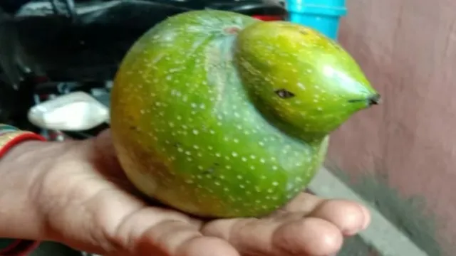 ବୌଦ୍ଧ: ସୁଶାନ୍ତଙ୍କ ବାଡ଼ିରୁ ମିଳିଲା ଚଢ଼େଉ ଭଳି ବିରଳ ଆମ୍ବ