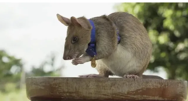 ମାଟି ତଳେ ଥିବା ବାରୂଦକୁ ଖୋଜିବାରେ ସିଦ୍ଧହସ୍ତ ଏହି ମୂଷା, ଏଯାଏଁ ବଂଚାଇଲାଣି ହଜାର ହଜାର ଲୋକଙ୍କ ଜୀବନ