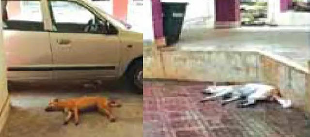 ଜାଗୃତିବିହାର କଲୋନିରେ କୁକୁର ମଡ଼କ ଘଟଣା: ମହିଳା ଅଧିକାରୀଙ୍କ ସଂପୃକ୍ତିକୁ ଏମ୍‌ସିଏଲ୍‌ର ଖଣ୍ଡନ