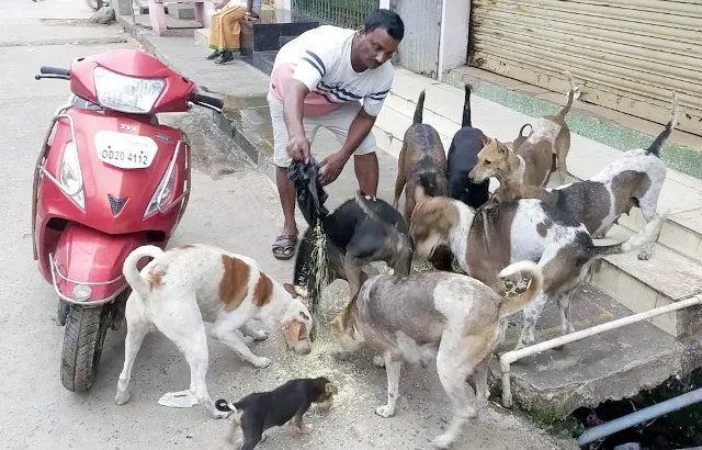 ବୁଲା କୁକୁରଙ୍କ ପାଇଁ ପ୍ରେମ: ଟୁନୁ ଗୌଡ଼ଙ୍କର ୩୦ ବର୍ଷର କାହାଣୀ