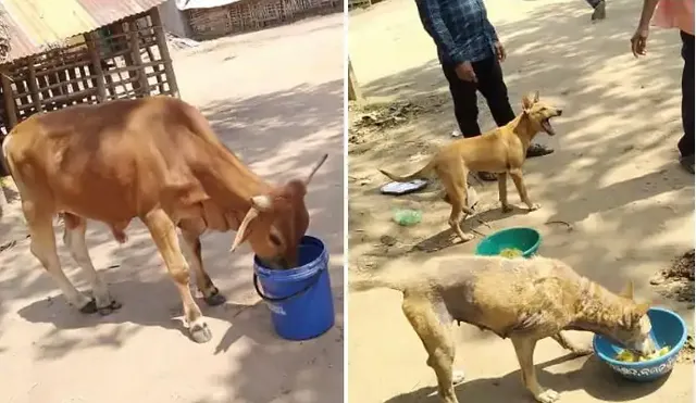 ବୁଲା ପଶୁପକ୍ଷୀଙ୍କ ଖାଇବା ପାଇଁ ଆଉ ୬୭ ଲକ୍ଷ ମଞ୍ଜୁର