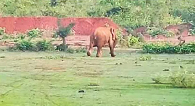 କୁକୁର ପାଇଁ ହାତୀ ଆକ୍ରମଣରୁ ବର୍ତ୍ତିଗଲେ
