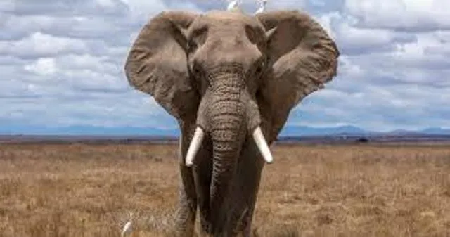 ଗଜରାଜଙ୍କ ପାଇଁ କାଳ ସାଜିଛି ବିଦ୍ୟୁତ୍: ବିଦ୍ୟୁତ୍ ତାର ଲାଗି ହାତୀର ମୃତ୍ୟୁ