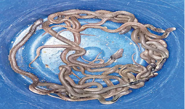 ପୁଣି କୃତ୍ରିମ ଉପାୟରେ ନାଗ ସାପ ଅଣ୍ଡା ଫୁଟାଇବା ଘଟଣା, ସମସ୍ତ ୨୦ ଛୁଆଙ୍କୁ ଜଙ୍ଗଲରେ ଛଡ଼ାଗଲା