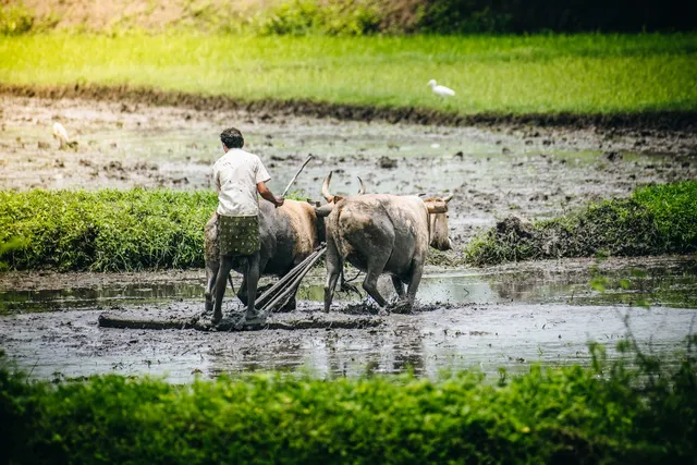 ରାଜ୍ୟରେ ୭୫% ନାମମାତ୍ର ଚାଷୀ