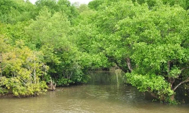 ଭାରତୀୟ ରାଜ୍ୟ ସମୂହ ଜଙ୍ଗଲ ରିପୋର୍ଟ-୨୦୨୧: ଓଡ଼ିଶାରେ ୫୩୭ ବର୍ଗ କିମି ଜଙ୍ଗଲ ବଢ଼ିଛି