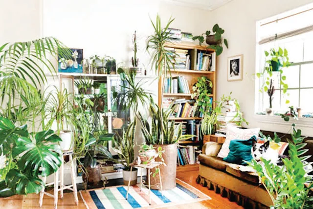 ଆଜି ବିଶ୍ବ ପରିବେଶ ଦିବସ: ବଢ଼ୁଛି ଡେକୋରେଟିଭ୍‌ ପ୍ଲାଣ୍ଟ୍‌ର ଚହିଦା