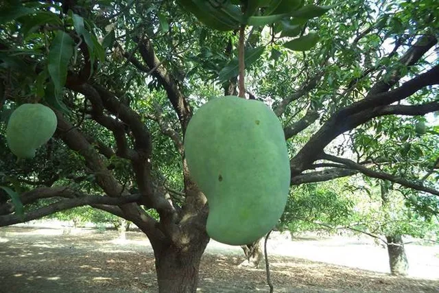 ବହୁ ବର୍ଷ ପରେ ଫେରିଲା ଆଫଗାନି ଆମ୍ବ 'ନୁରଜାହାନ', କିଣିବାକୁ ଭାବୁଥିଲେ ୧୦ ଥର ଭାବିବେ!