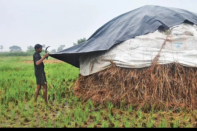 ଚାଷୀକୁ କନ୍ଦାଉଛି ବର୍ଷା, ତାର୍ପୋଲିନ୍‌ ତଳେ ଧାନ ଗଦା