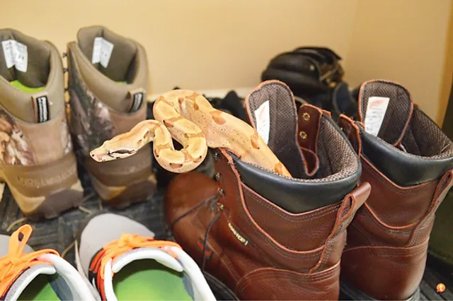 ଅଣ୍ଡାଦାନ ଋତୁରେ ସାପ ବେଶି ଭୟଙ୍କର