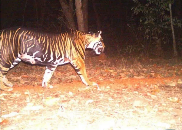 ବ୍ୟାଘ୍ର ଦିବସ: ଶିମିଳିପାଳରେ ଖୋଜିଲେ ବି ମିଳୁନାହାନ୍ତି ବାଘ