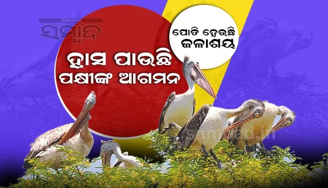 ଫୁଲବାଣୀ ବନଖଣ୍ଡର ୬୫ ଜଳାଶୟରେ ୧୪୨୪ ବିଦେଶୀ ପକ୍ଷୀ