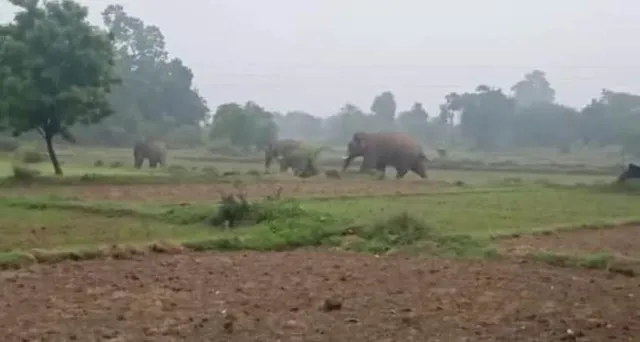 କିର୍ମିରା ଅଞ୍ଚଳରେ ଦନ୍ତା ହାତୀ ଉପଦ୍ରବ