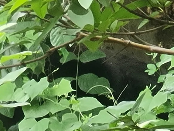 ନୂଆପଡ଼ା ଜିଲ୍ଲା ମୃତ୍ତିକା ସଂରକ୍ଷଣ ଅଫିସରେ ଭାଲୁ