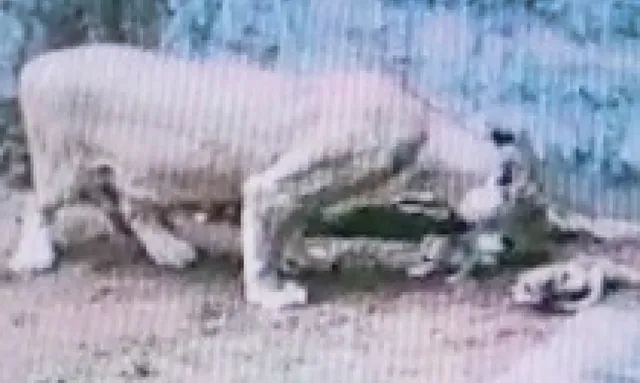 ମା’ ହେଲା ‘ବିଜ୍‌ଲି’ ଗୋଟିଏ ନବଜାତ ମୃତ, ଦୁଇ ସୁସ୍ଥ